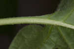 Climbing nightshade